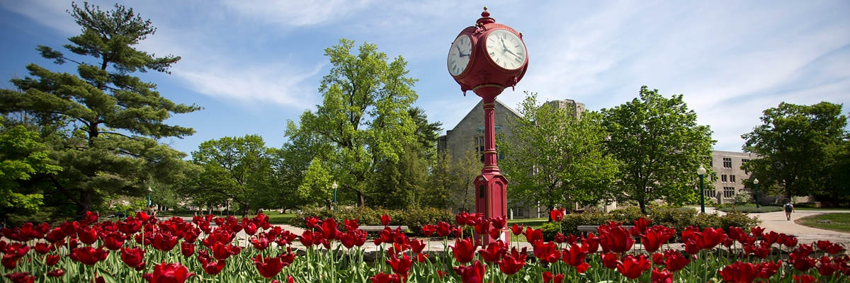 An outdoor image on a clear, sunny day with a red clocktower standing in a flower bed of red tulips.